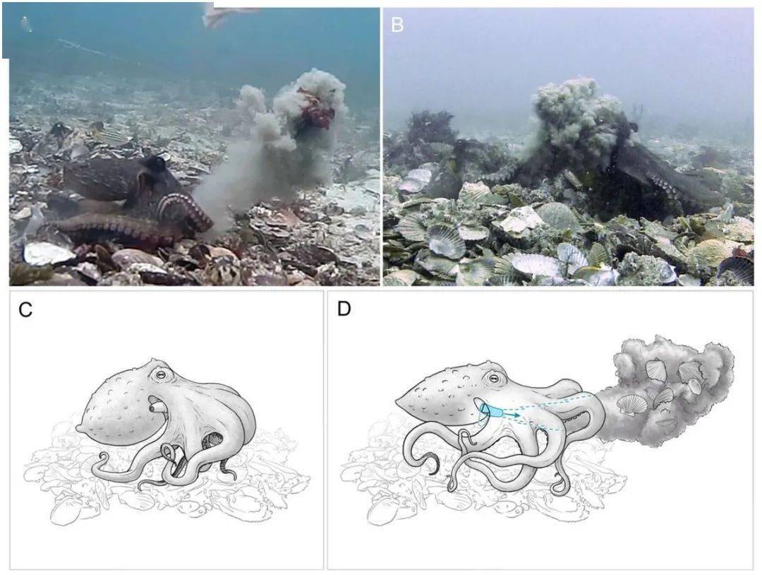 为什么说章鱼不像是地球的生物,有什么科学的解释吗?