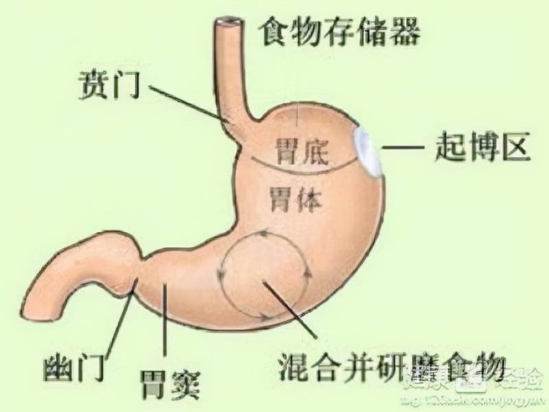 胃窦血供图片