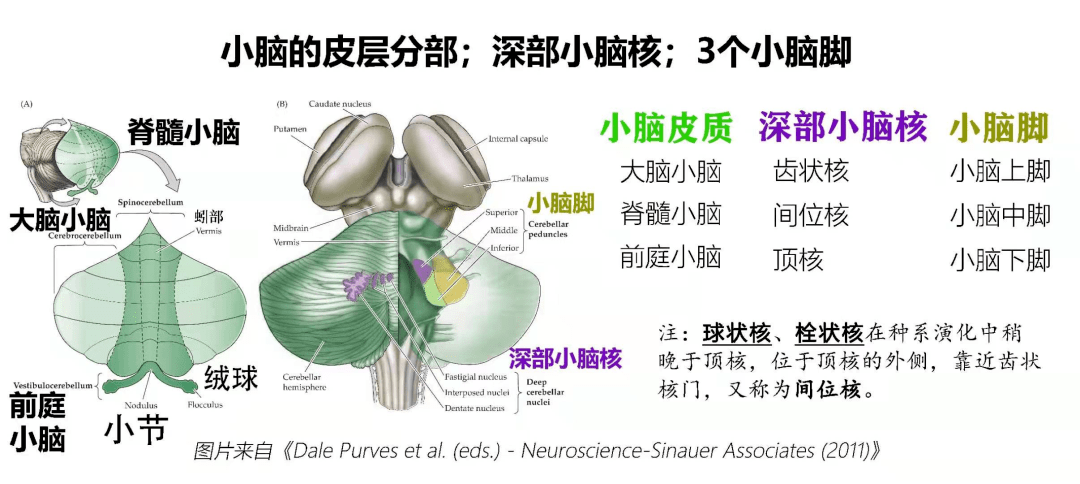 這裡有幾幅小腦精美圖解,現邀請你速覽