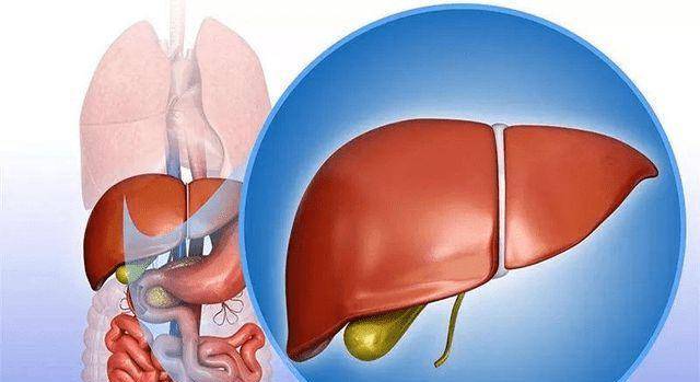 肝脏|想要保养肝脏,尽量要记住三点,进来了解下