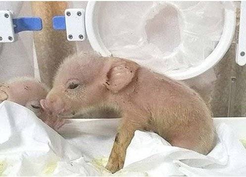 几种真实存在的杂交动物