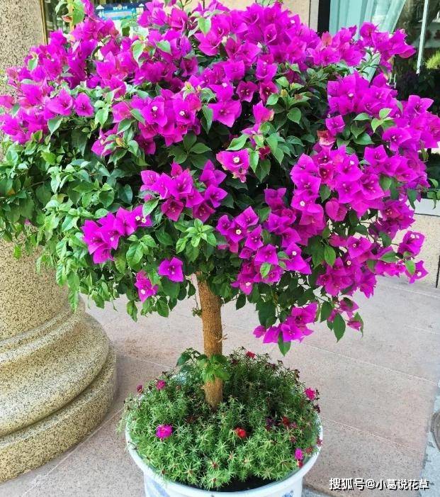 精品三角梅室内外盆栽 2f2ba473cff242c08edf0fc806f3c19e.jpeg