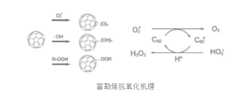 缺点水媚蛙：一份肌肤抗氧化指南，让你告别“累丑”脸