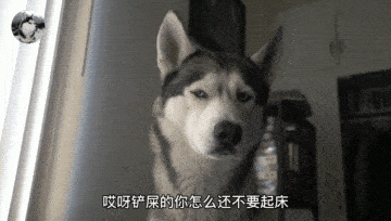 因为二哈从小都不拆家,但却喜欢“吓”主人,铲屎官也笑翻了