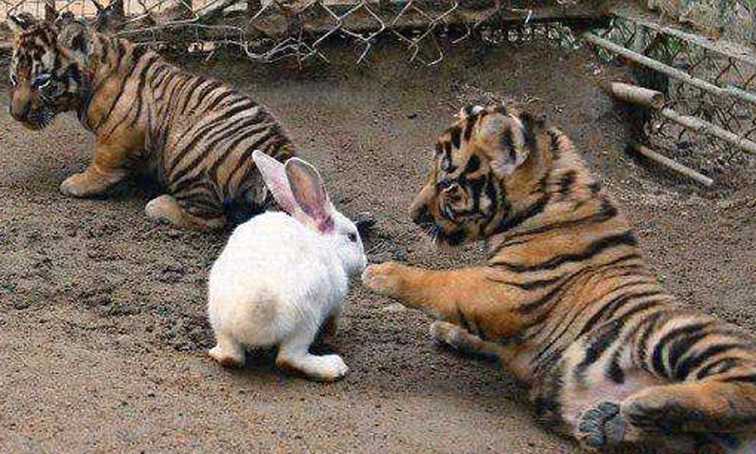 饲养员想激发小老虎的兽性,丢进几只兔子,游客:看一次笑一次!