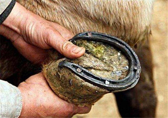 原创 为什么要给马钉马掌,铁钉直接钉在马蹄上不疼吗?看完长常识了