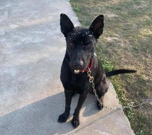 崩溃|这种零食千万别喂狗狗,避免悲剧重演,主人悔不当初