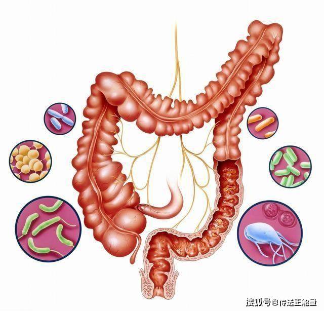 原創人體內有十幾斤