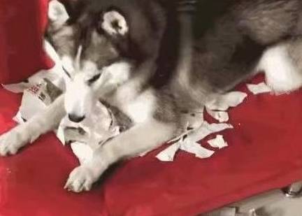 宠物把拆家二哈送去乡下奶奶家,奶奶却派它去耕田,姜还是老的辣