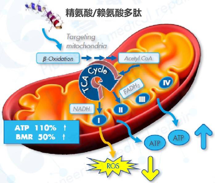 科技福瑞达善颜TBB闪充瓶激活线粒体，重回年轻态！