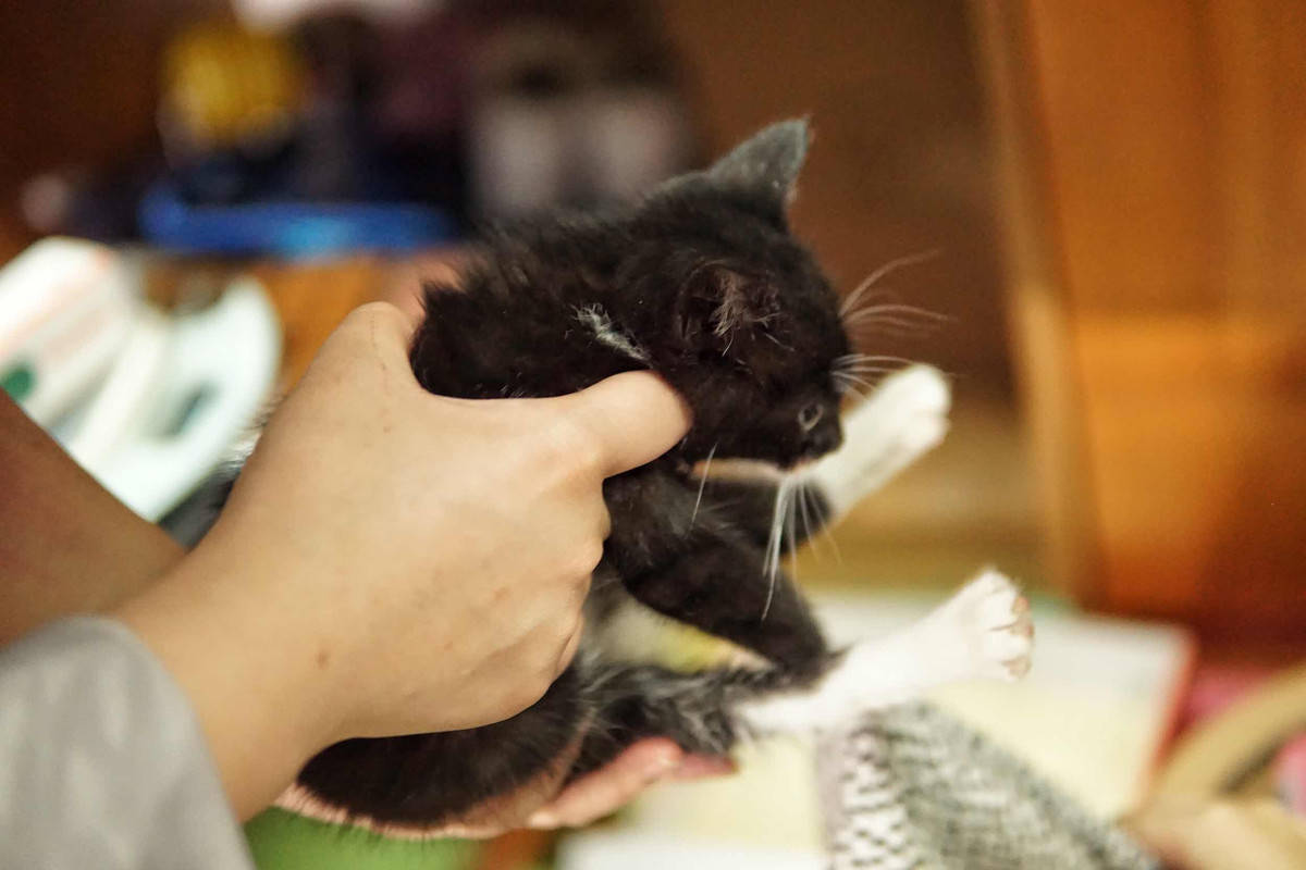 国产猫粮排行榜国产猫粮到底怎么样_猫咪- 全网搜