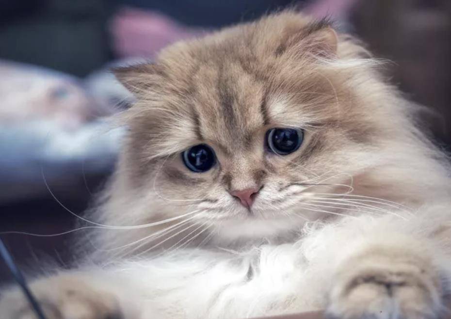 15只过分疗愈的毛绒小可爱 整坨棉花糖猫猫好想吸一口 毛发 全网搜
