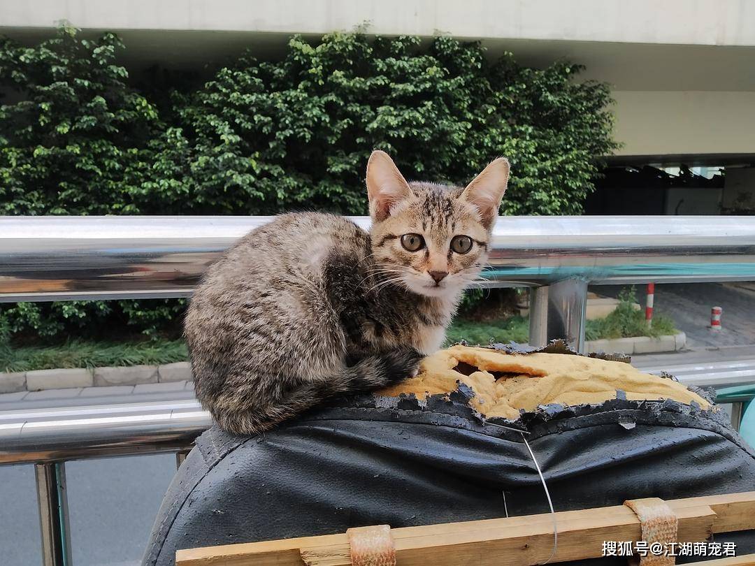 因为你可以永远相信“狸花猫”，它们绝对不会背叛你