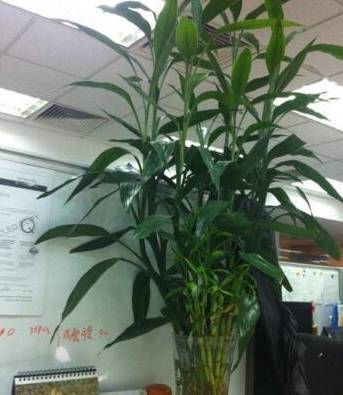 富贵竹怎么养才能长得壮 ff08621c91804229983c3911ec6d7437.jpeg