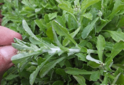 原创一种植物软雀儿是非常好吃的野菜四月高山上还有别错过