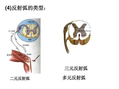 脊髓空洞有哪些症状表现 反射 全网搜