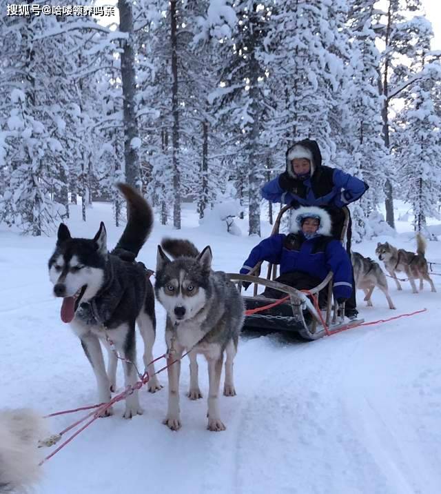 智商哈士奇还是看别人养更快乐