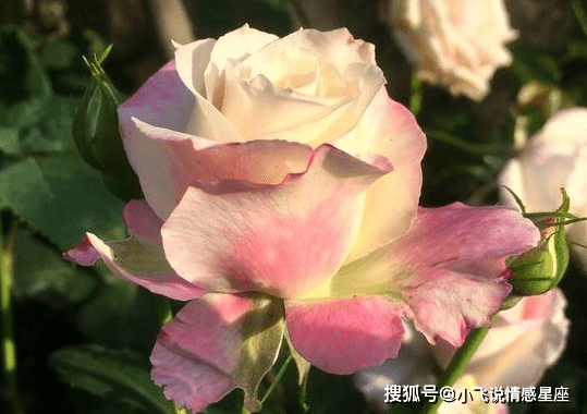 10月9日起 丧气散尽 阴霾烟消云散 时来运转的星座 生活