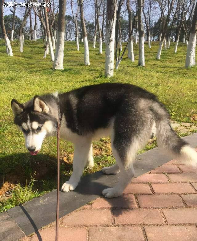 智商哈士奇还是看别人养更快乐