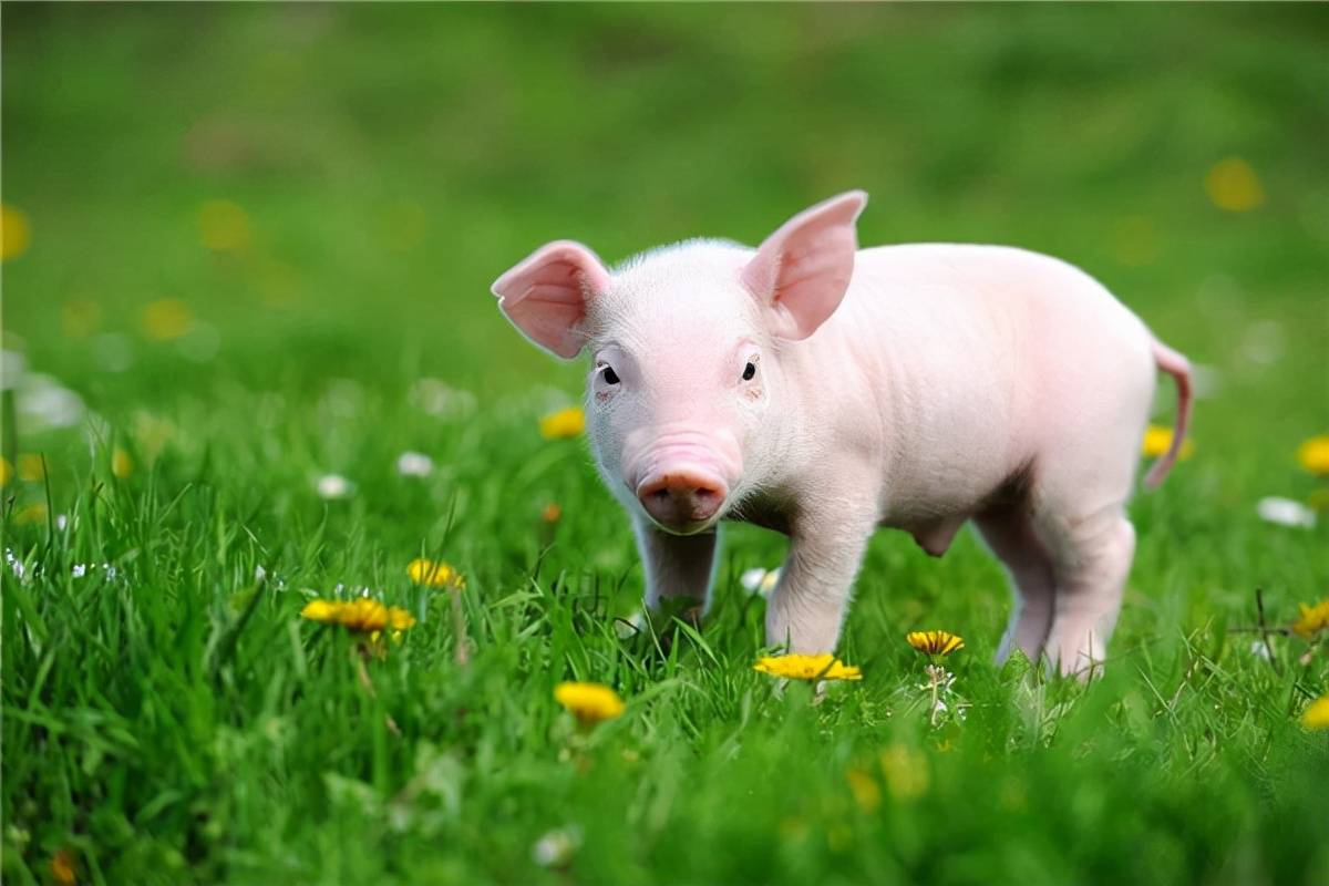 猪价震荡调整,未来猪市怎样?给养殖户一个建议!