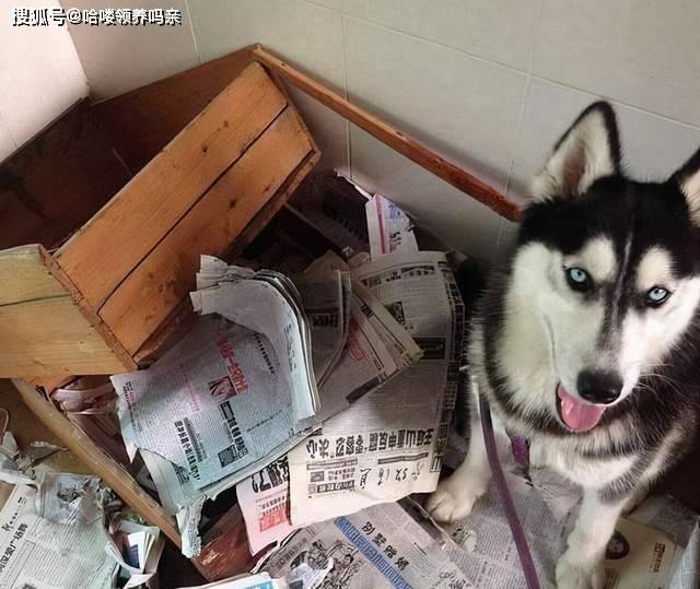 智商你家二哈不听话？哈士奇与狼的基因相似度99%，它总有自己的想法