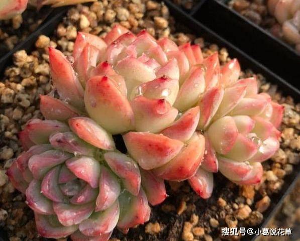 家庭自制肥料 用这3款养殖多肉植物 保证茎叶长得肥嘟嘟 微量元素 新闻时间