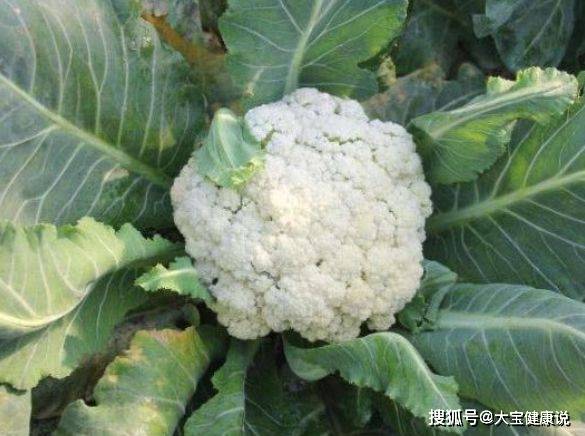 聪明的人都在吃3种食物 补充营养 滋补身体 早吃早好 花菜