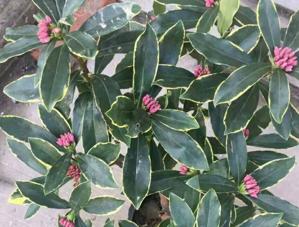 10月入手5种花 开花漂亮又好养 难怪花友都喜欢 养护