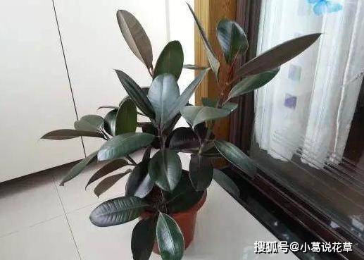 羡慕老花农养啥植物都长爆盆 改掉3个坏习惯 你也能办到 花草 全网搜