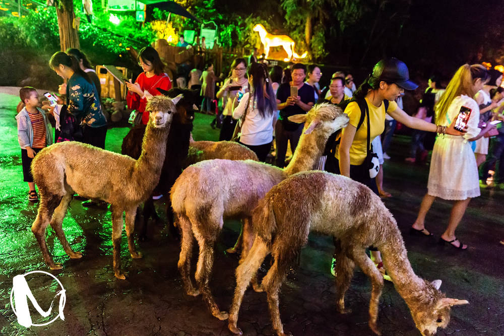 夜间|你去过夜间动物园吗？如果没有，一定要找机会去一次，会收获良多