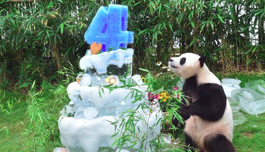 笑skr人,奶熊猫叉腿坐树杈屁屁不硌得慌 网友 为了显腿长拼了