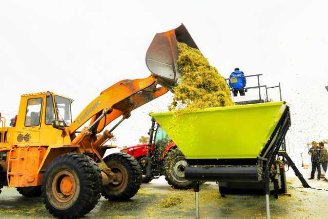 山海情里凌教授种在宝丰村的巨菌草收割正忙