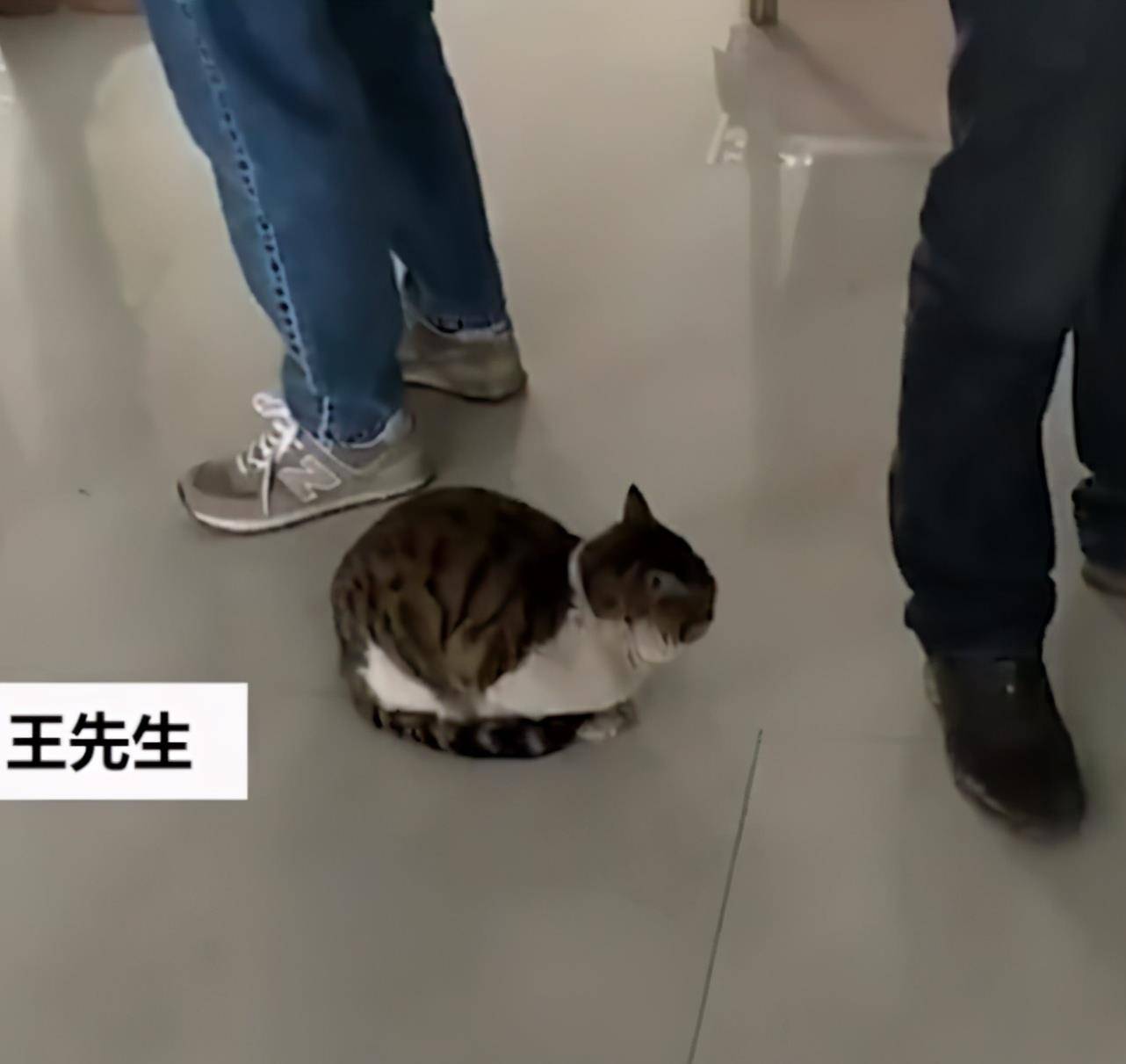 人群成精了！内蒙古一狸花猫在食堂随人“排队打饭”，标准姿势逗人乐
