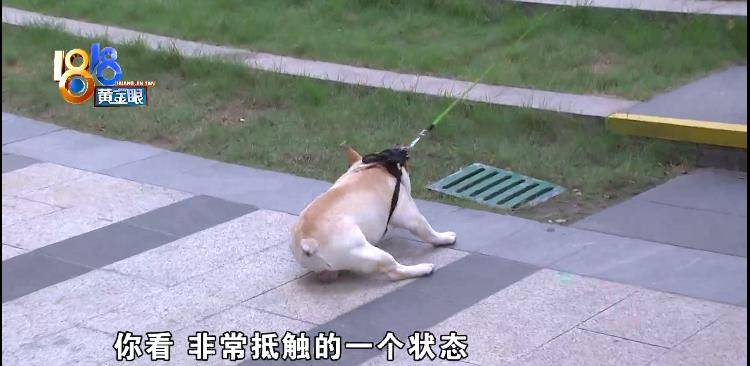 法斗犬疑似被小区灯柱电伤 物业回应 没有漏电 谢经理 新闻时间