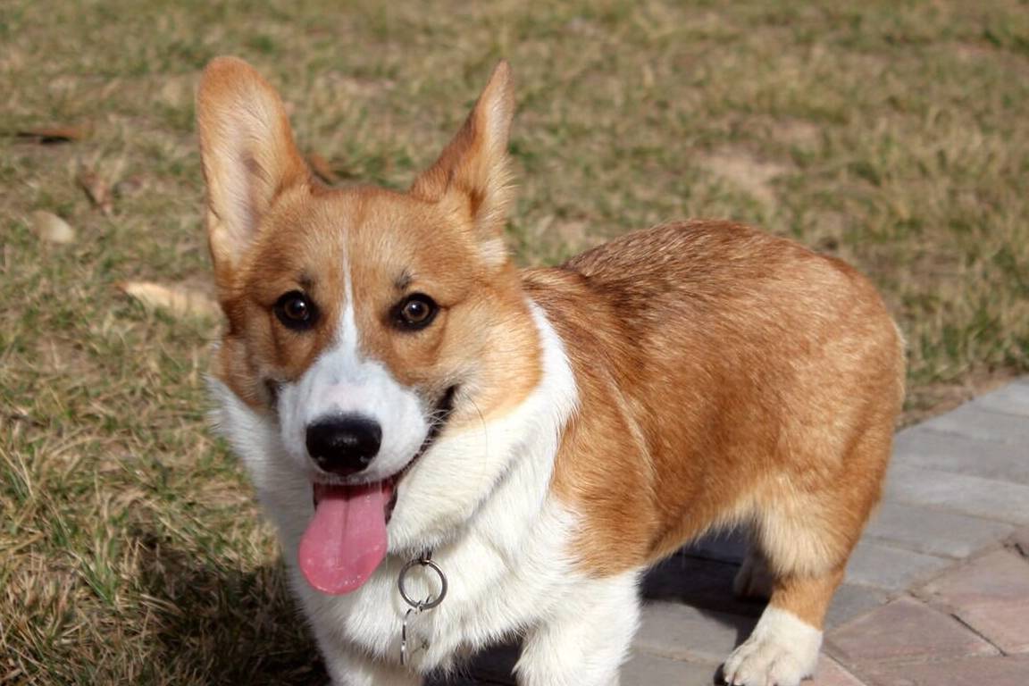 什么天生丽质难自弃，我腿最短我乐意，别碰我的小屁屁，爱咋地咋地