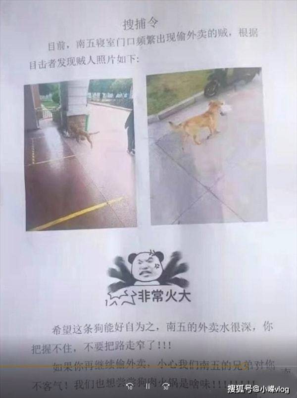 高校流浪狗常偷学生外卖藏着吃 网友：画面既生气又好笑