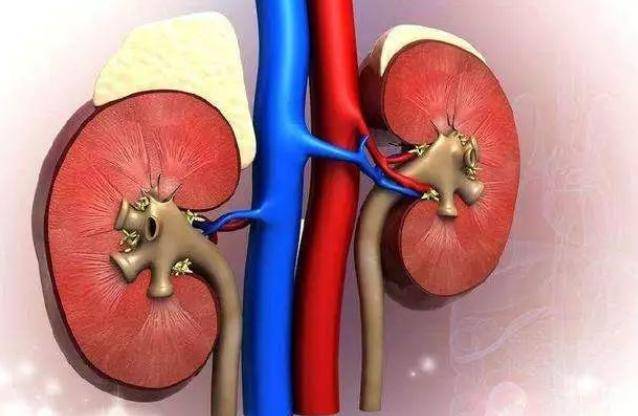 肾脏|养病如养虎，虎大必伤人——尿毒症