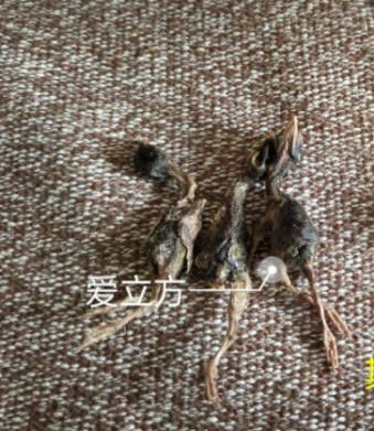 原料|猫零食品牌排行榜10强