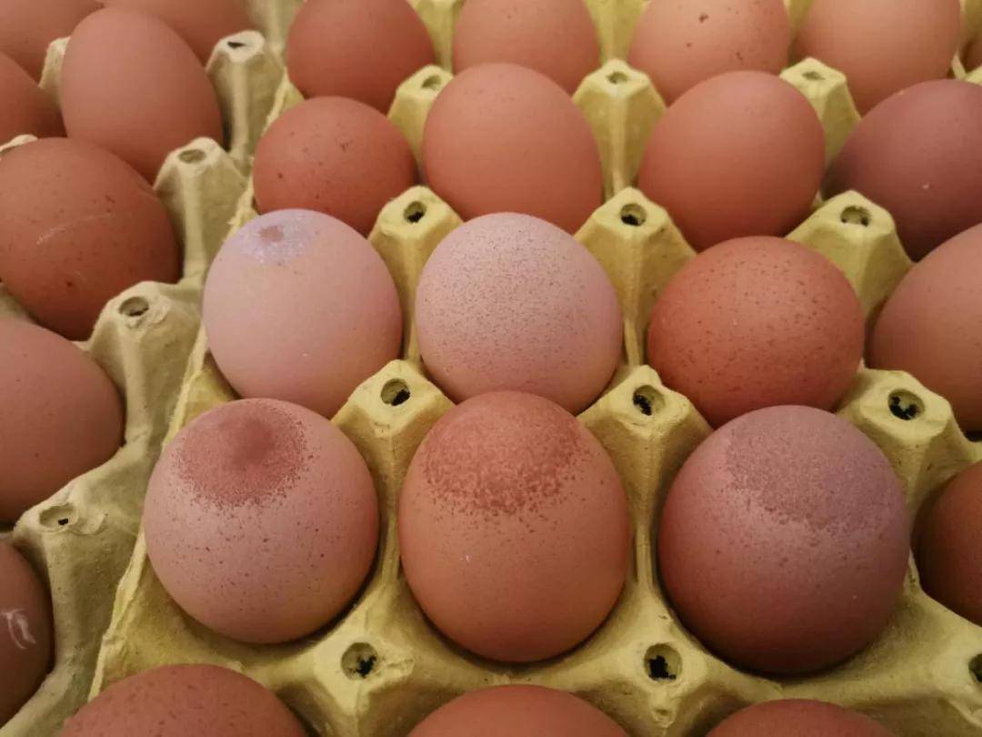 侵害|蛋鸡“玻璃端蛋”、产蛋上不去高峰？带您揭秘滑液囊支原体对鸡蛋影响的原因！