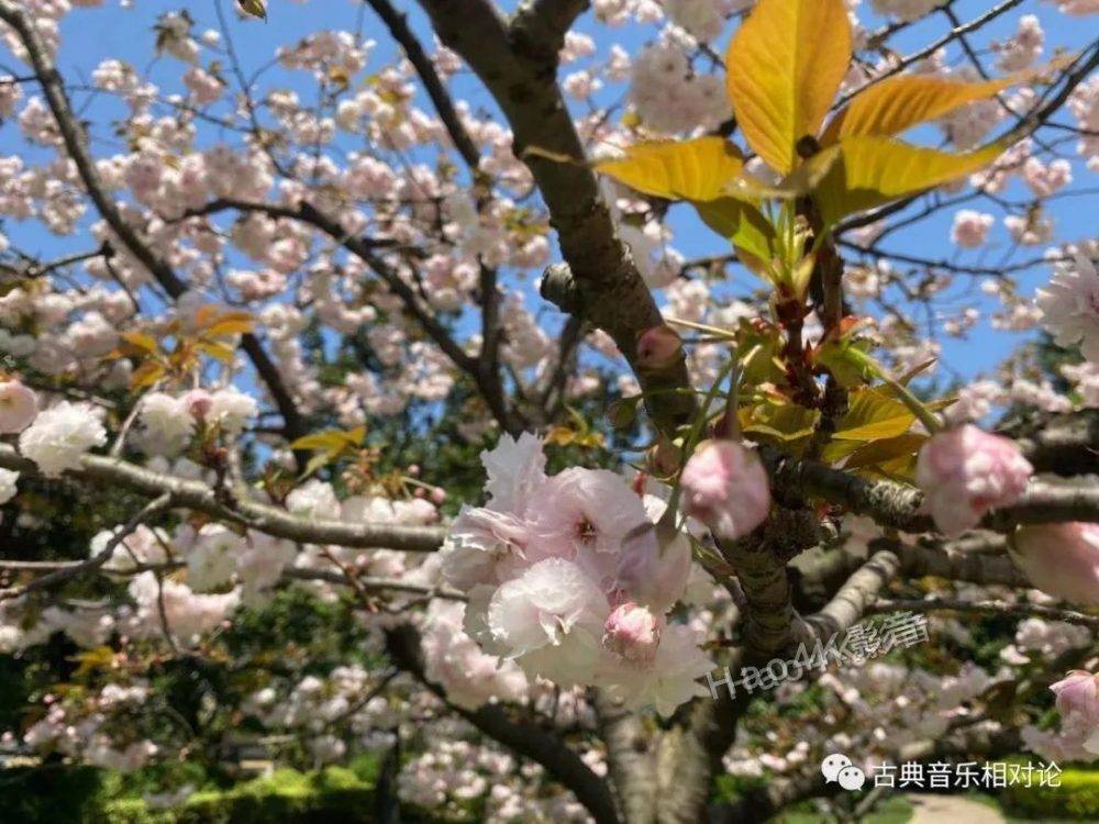 录音|手把手教你怎么搭配一套高颜值且好声的影音系统（下）