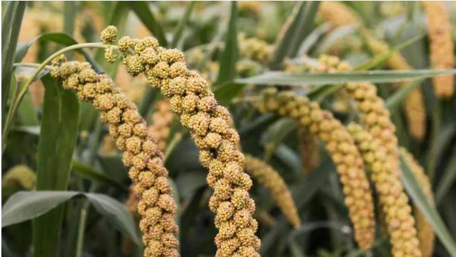 民间俗称谷子,起源于黄河流域,是世界上最古老的栽培农作物之一