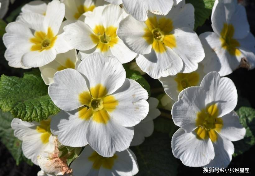 11月18日 4大生肖财运连连 收入多多 前景一片美好 生活