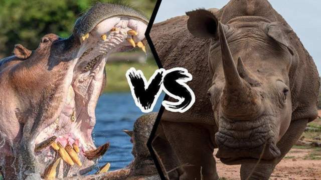 河马vs犀牛,谁才是真正的陆地之王?大象见了都得退避三舍