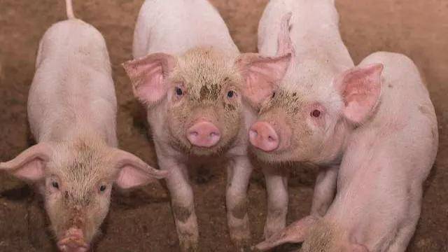 诊断|常见呼吸道疾病的诊断鉴别！