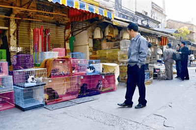 宠物饲料排行_全球宠物食品公司排行榜