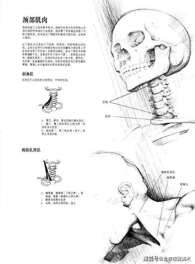 头像校尉美术：素描头像结构知识讲解，简单易学，一看就会