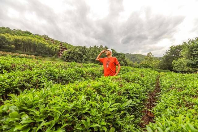 地方|雁南飞茶田，梅州5A级景区，体验茶文化的好地方