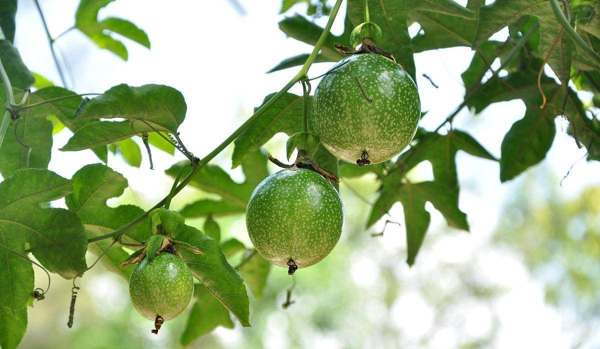 它是巴西"果汁之王",含有135种芳香物质,西番莲不是百香果_水果