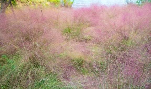 成都粉色网红草已进最佳观赏期，但有些地方却成环境败笔