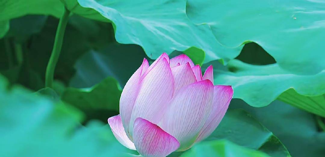 女孩子花开，是价值的展示